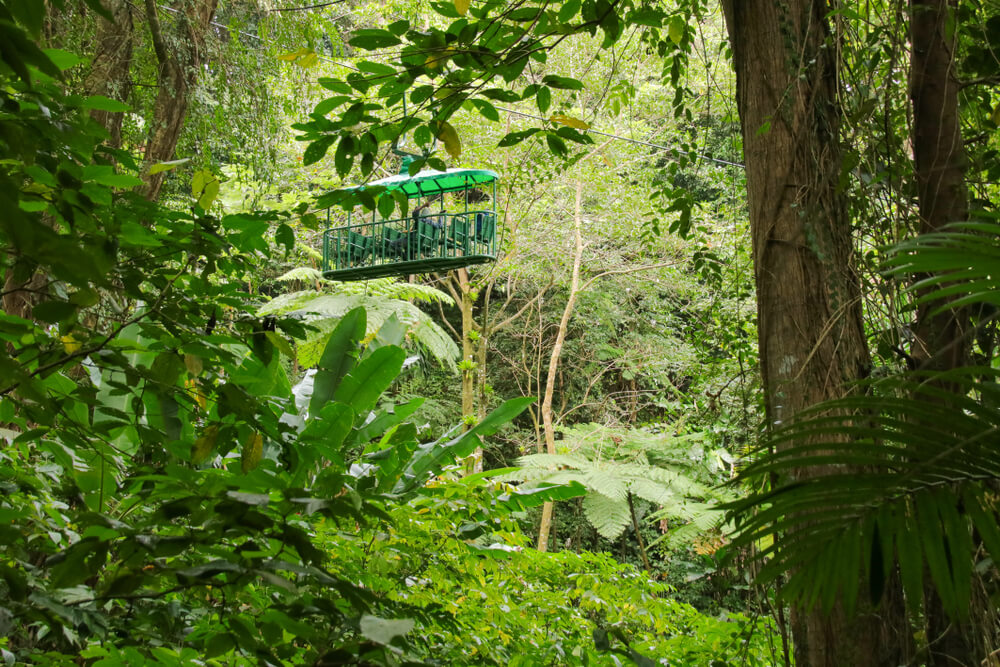 Rainforest